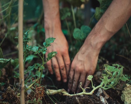 Hands planting in garden soil
